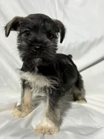 Bo, a male Miniature Schnauzer for sale in Millville, NJ – 4 of 8