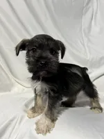 Bo, a male Miniature Schnauzer for sale in Millville, NJ – 5 of 8