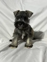 Riley, a male Miniature Schnauzer for sale in Millville, NJ – 6 of 9