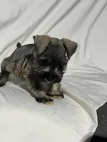 Riley, a male Miniature Schnauzer for sale in Millville, NJ – 8 of 9