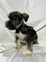 Bo, a male Miniature Schnauzer for sale in Millville, NJ – 8 of 8