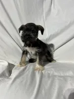 Bo, a male Miniature Schnauzer for sale in Millville, NJ – 3 of 8