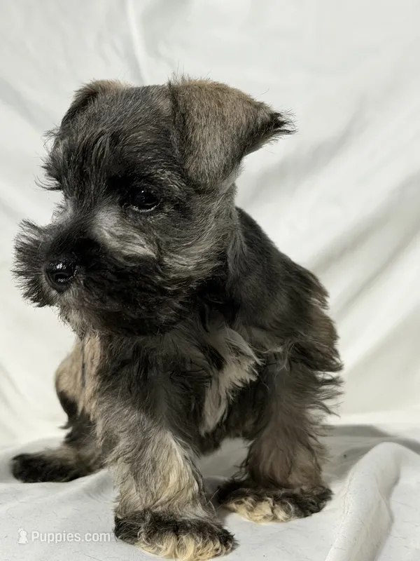 Riley – Miniature Schnauzer puppy for sale in Millville, NJ