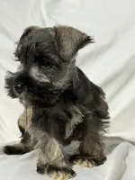 Riley, a male Miniature Schnauzer for sale in Millville, NJ – 1 of 9