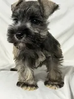 Riley, a male Miniature Schnauzer for sale in Millville, NJ – 4 of 9