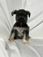 Bo, a male Miniature Schnauzer for sale in Millville, NJ – 2 of 8
