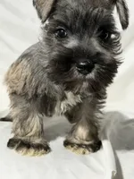 Riley, a male Miniature Schnauzer for sale in Millville, NJ – 9 of 9