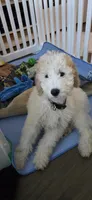 Jack, a male Goldendoodle for sale in Austin, TX – Photo 1 of 4