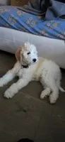 Jack, a male Goldendoodle for sale in Austin, TX – Photo 2 of 4