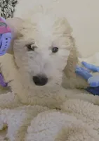 Jack, a male Goldendoodle for sale in Austin, TX – Photo 4 of 4