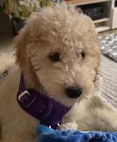 Jack, a male Goldendoodle for sale in Austin, TX – Photo 3 of 4