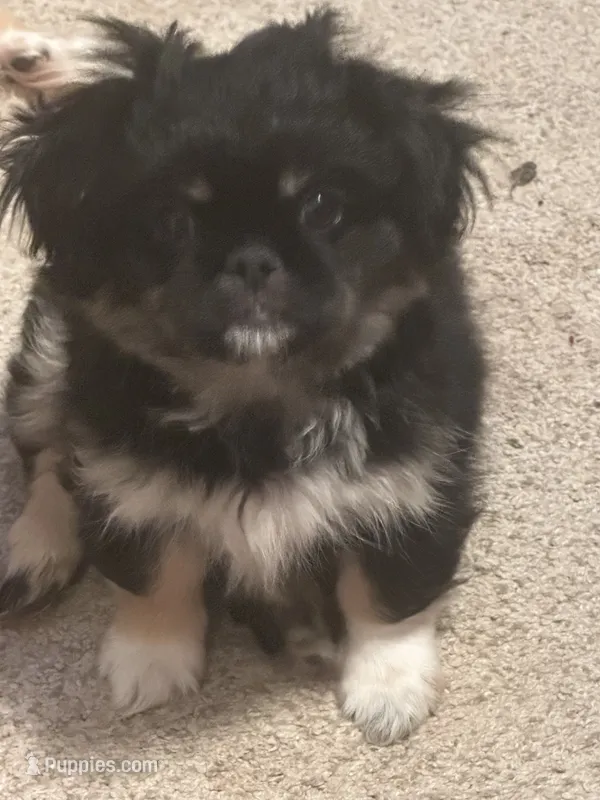 Nelly – Peek-A-Pom puppy for sale in Lothian, MD