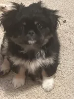 Nelly, a male Peek-A-Pom for sale in Lothian, MD – 1 of 2