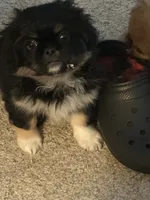 Nelly, a male Peek-A-Pom for sale in Lothian, MD – 2 of 2