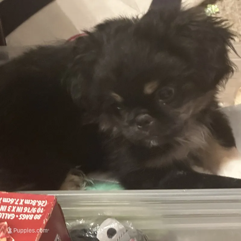 Dolby  – Peek-A-Pom puppy for sale in Lothian, MD