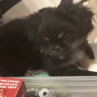 Dolby , a male Peek-A-Pom for sale in Lothian, MD – 1 of 3