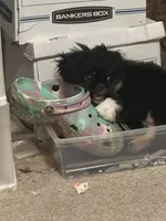 Dolby , a male Peek-A-Pom for sale in Lothian, MD – 2 of 3