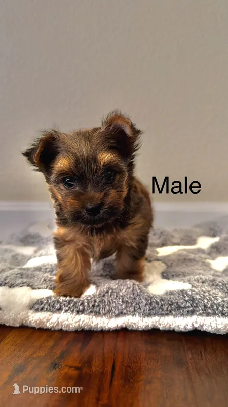 Puppy 3 (Brownie) – Yorkshire Terrier puppy for sale in Newman, CA