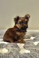 Puppy 3 (Brownie), a male Yorkshire Terrier for sale in Newman, CA – 2 of 4