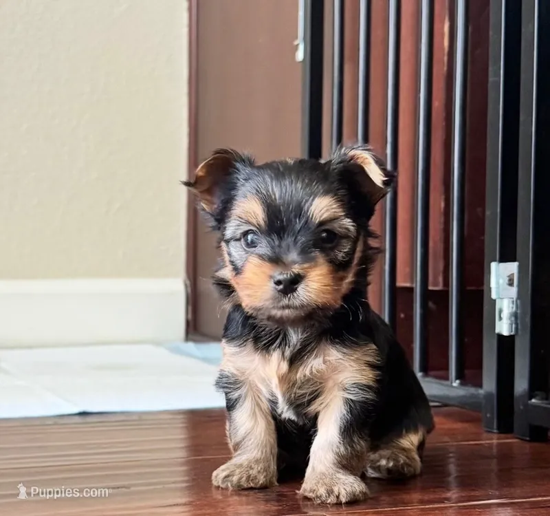 Puppy 1 (Gus Gus) – Yorkshire Terrier puppy for sale in Newman, CA