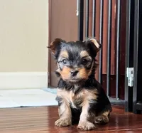 Puppy 1 (Gus Gus), a male Yorkshire Terrier for sale in Newman, CA – 1 of 4