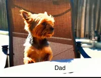 Puppy 3 (Brownie), a male Yorkshire Terrier for sale in Newman, CA – 3 of 4