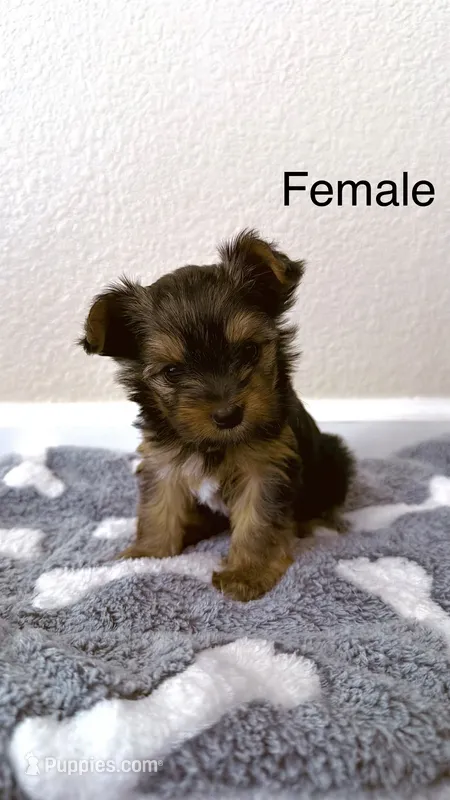 Puppy 2 (Sissy) – Yorkshire Terrier puppy for sale in Newman, CA
