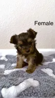 Puppy 2 (Sissy), a female Yorkshire Terrier for sale in Newman, CA – 1 of 4