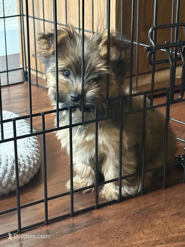 Puppy 3 (Brownie) – Yorkshire Terrier puppy for sale in Newman, CA
