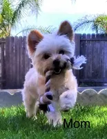 Puppy 1 (Gus Gus), a male Yorkshire Terrier for sale in Newman, CA – 4 of 4