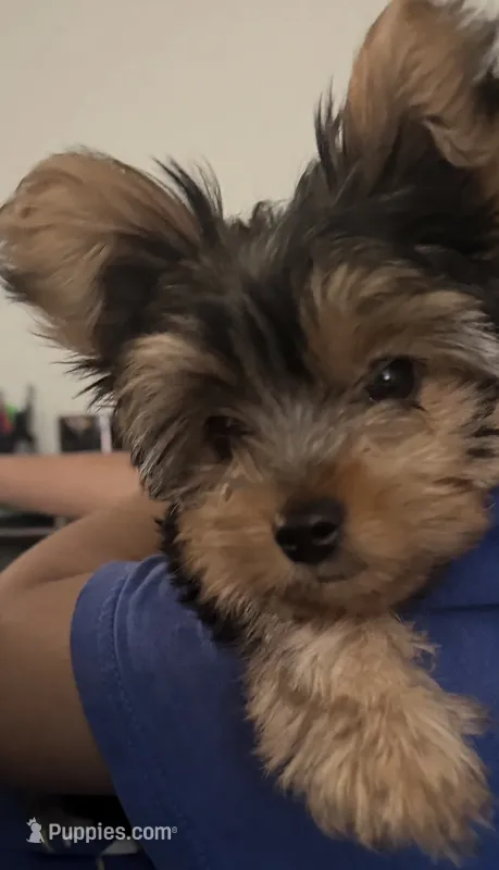 Puppy 1 (Gus Gus) – Yorkshire Terrier puppy for sale in Newman, CA