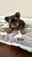 Puppy 1 (Gus Gus), a male Yorkshire Terrier for sale in Newman, CA – 2 of 4