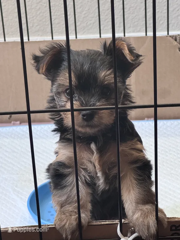 Puppy 1 (Gus Gus) – Yorkshire Terrier puppy for sale in Newman, CA