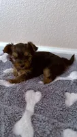 Puppy 2 (Sissy), a female Yorkshire Terrier for sale in Newman, CA – 2 of 4