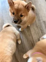 processed/eb413feb-d315-46cf-b605-e173a55fa9d3/listing/2dafc0bb-d5bb-4a39-ba09-9efd93819cf4/bfd712bc-7b39-4727-a026-178154bec89f