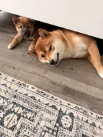 processed/eb413feb-d315-46cf-b605-e173a55fa9d3/listing/bdb180b1-877c-4c9f-9ac7-5b9564c92952/f924871b-77bf-4427-b5df-9699ebf767bb