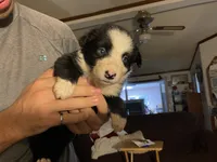 AKC Big John aka Big Boy Sire is full Timberline , a male Australian Shepherd for sale in Albuquerque, NM – 1 of 4