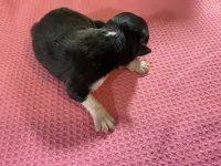 Piglet-Female Tri (Sire is full Timberline bloodlines)AKc, a female Australian Shepherd for sale in Albuquerque, NM – 6 of 10