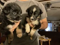 Dot— Female (Sire is full Timberline bloodlines) AKC, a female Australian Shepherd for sale in Albuquerque, NM – 6 of 9