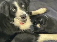 Piglet-Female Tri (Sire is full Timberline bloodlines)AKc, a female Australian Shepherd for sale in Albuquerque, NM – 9 of 10