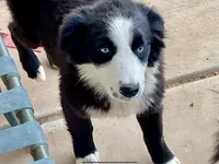 Bluey, a female Australian Shepherd for sale in Albuquerque, NM – Photo 1 of 3