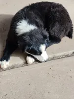Bluey, a female Australian Shepherd for sale in Albuquerque, NM – Photo 3 of 3