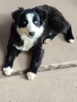 Bluey, a female Australian Shepherd for sale in Albuquerque, NM – Photo 2 of 3