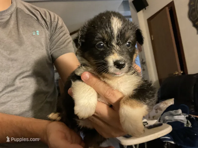 Piglet-Female Tri (Sire is full Timberline bloodlines)AKc – Australian Shepherd puppy for sale in Albuquerque, NM