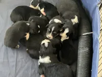 Sunshine , a male Australian Shepherd for sale in Albuquerque, NM – 3 of 5