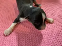 Piglet-Female Tri (Sire is full Timberline bloodlines)AKc, a female Australian Shepherd for sale in Albuquerque, NM – 8 of 10