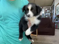Princess, a female Australian Shepherd for sale in Albuquerque, NM – 1 of 3