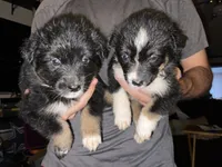 Piglet-Female Tri (Sire is full Timberline bloodlines)AKc, a female Australian Shepherd for sale in Albuquerque, NM – 2 of 10