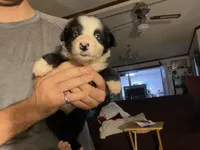 AKC Big John aka Big Boy Sire is full Timberline , a male Australian Shepherd for sale in Albuquerque, NM – 3 of 4