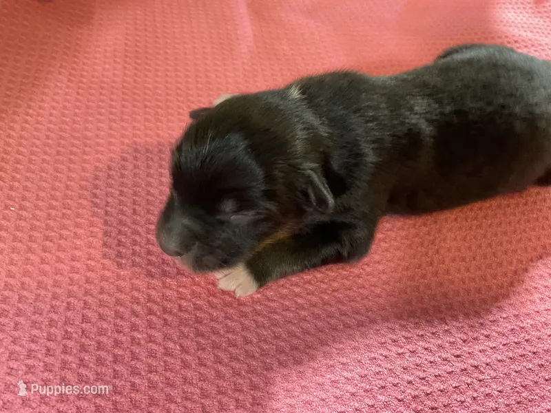 SPECKEL – Australian Shepherd puppy for sale in Albuquerque, NM